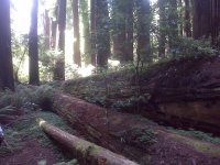 Those who did not crash into the log passed over it!