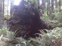 Im pretty sure i seen a speeder bike explode into this log?