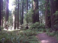 If you listen hard enough you can hear them in the trees?