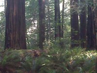 Did u see that Ewok?