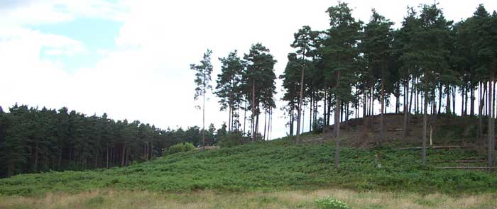 The side of the emperor's hill