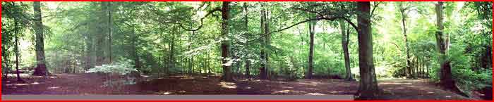 The clearing today