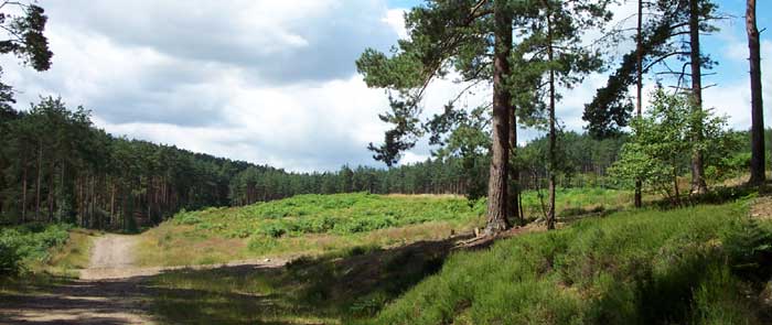 View back toward the field