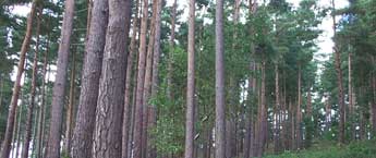 Low angle on the trees