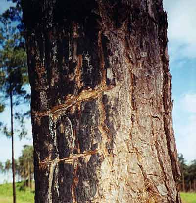 Sword cuts in tree