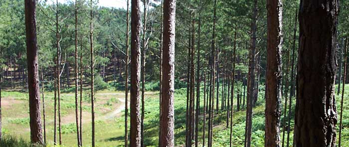 The place of the execution