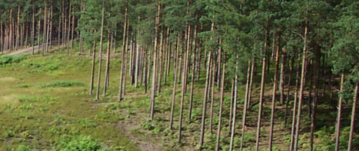 Side view of the treeline