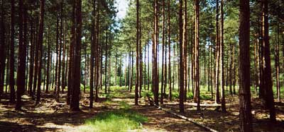 Some trees - a possible match