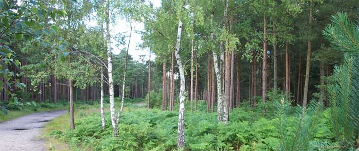 Silver birches located