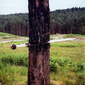 Sword in tree, rear view