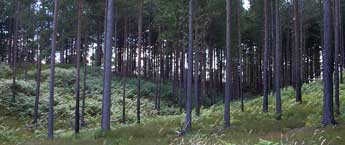 Straight-on view of the treeline