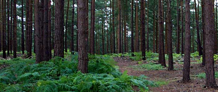 The path through the trees