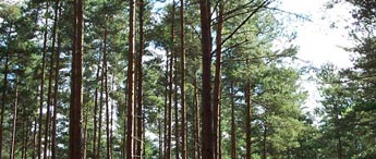 Looking up at the canopy