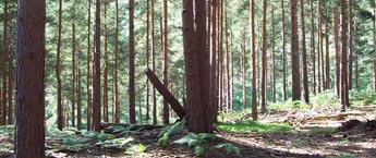 Same view within the clearing