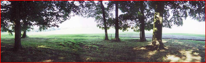 Looking out from the trees