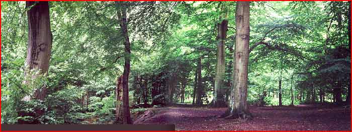 Wide view of clearing