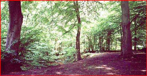 Sun-dappled clearing