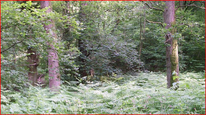 The giveaway ferns