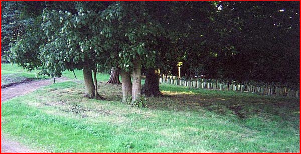 The edge of the trees