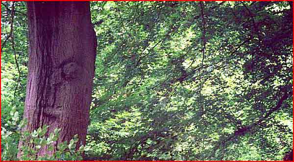 Up-angle on the tree